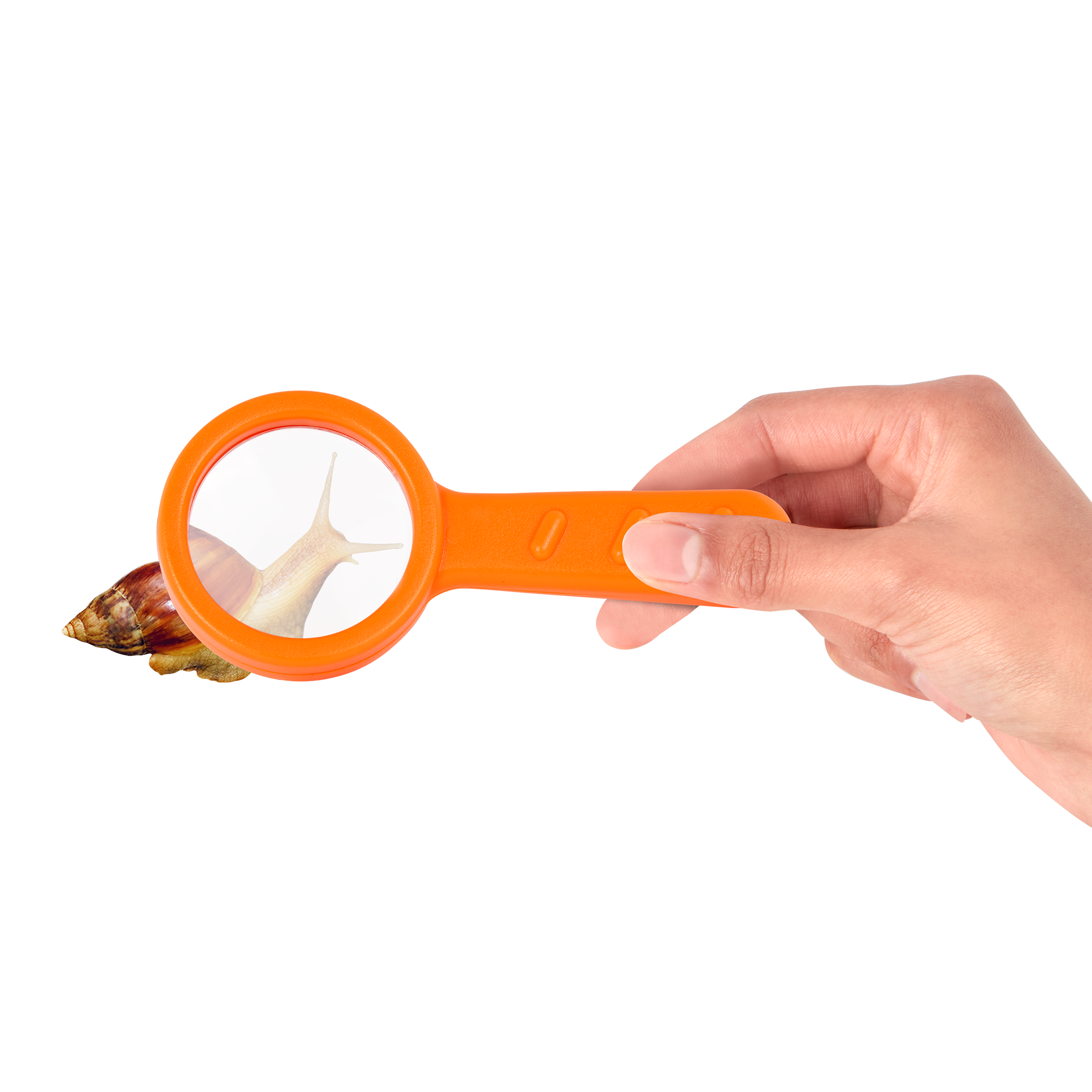 Inspect An Insect Set